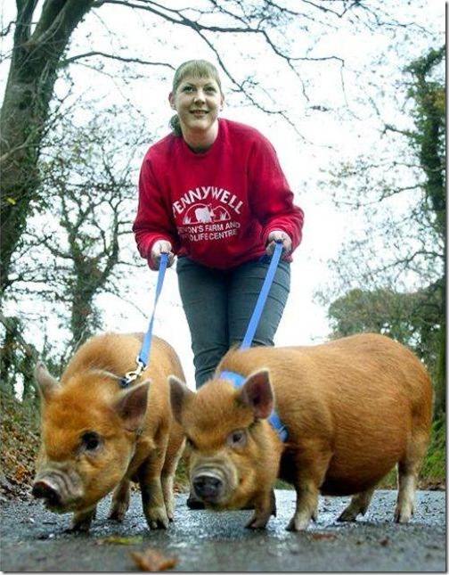 strange-pet-walking11