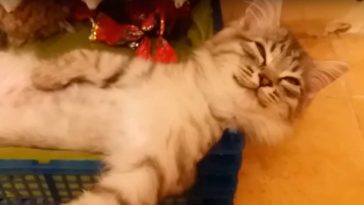 Кот, который точно знает, как надо проводить зимние вечера