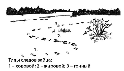 Как охотиться на зайца с подхода без собаки Как охотиться на зайца с подхода без собаки