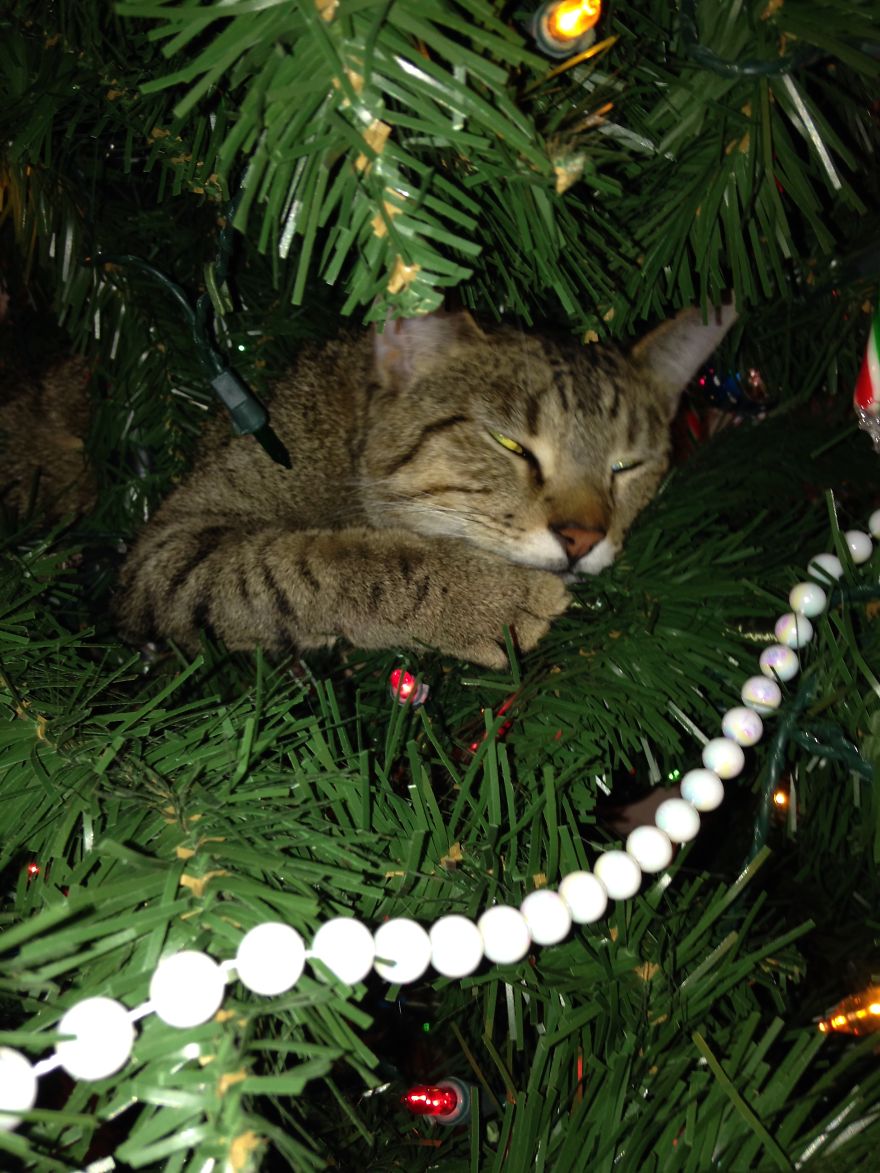 Коты и елка Коты и елка
