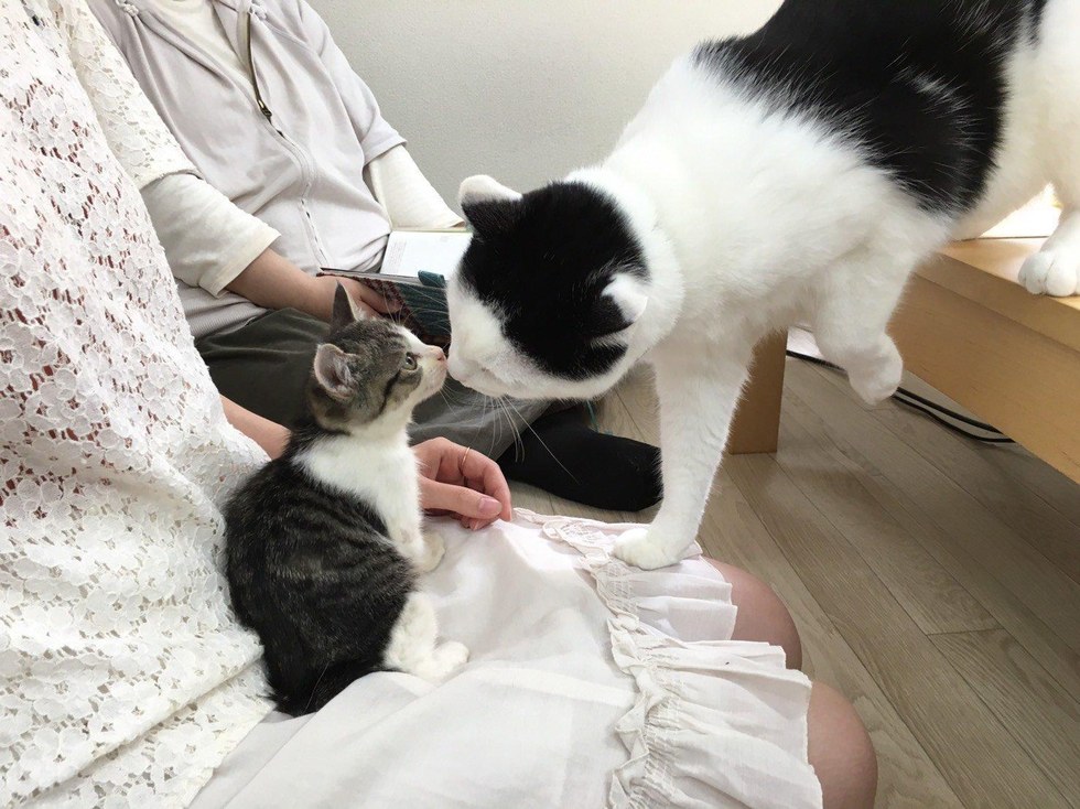 Без кота и жизнь не та
