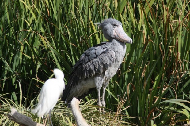 Китоглав или королевская цапля (лат. Balaeniceps rex) (англ. Shoebill, нем. Schuhschnabel)