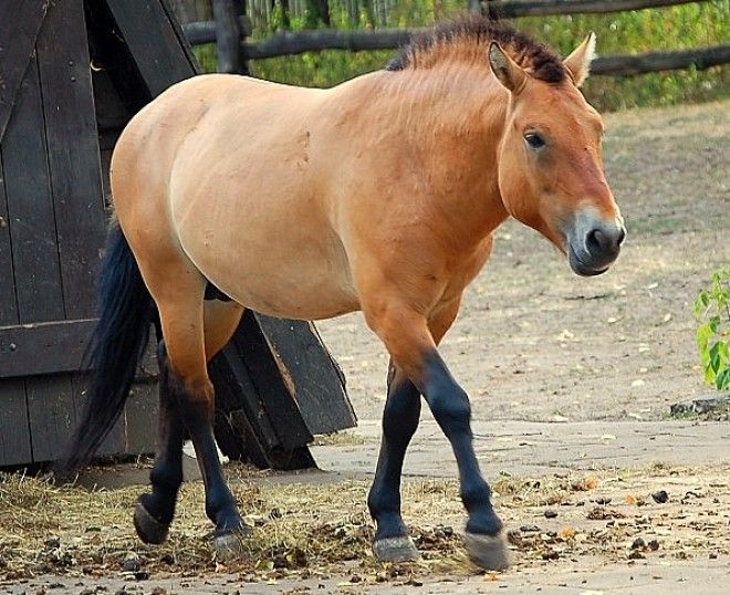 Warsaw ZOO Equus Przewalskiijpg