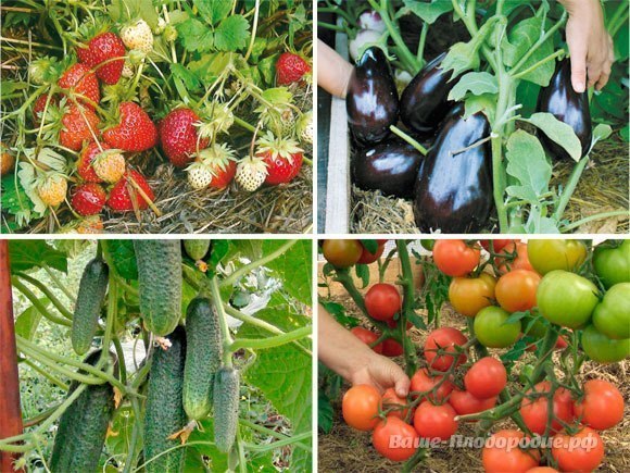 С чего начать органическое земледелие?