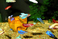 Сколько рыб помещается в аквариуме?