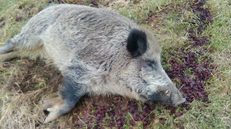 В Польше «домашний» дикий кабан на неделю ушел в пьяный загул