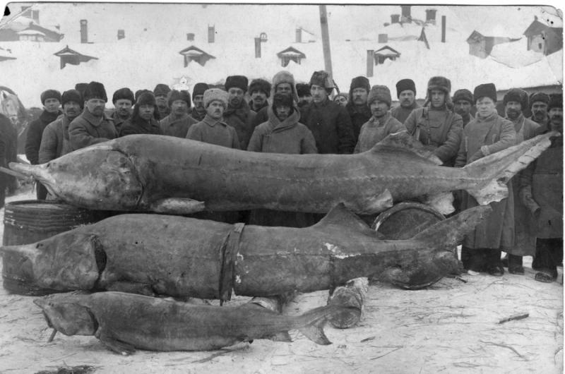 На реке Кама, 1915 год На реке Кама, 1915 год россия, рыбаки, фото