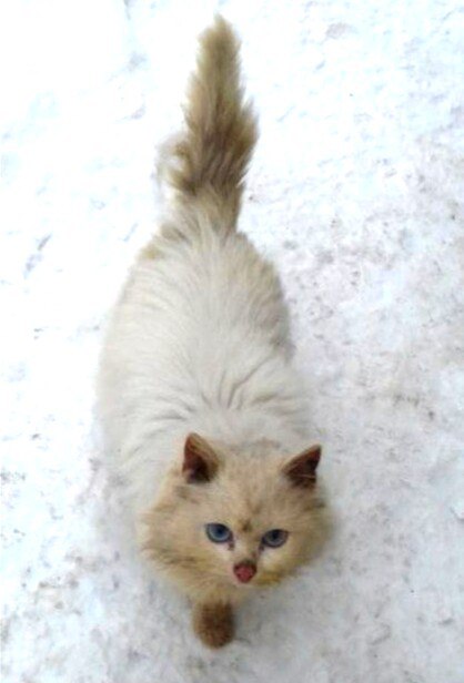 Брошенной кошке нужен дом. Брошенной кошке нужен дом.