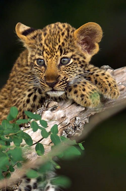 Давайте улыбаться вместе! :) (16 поводов)