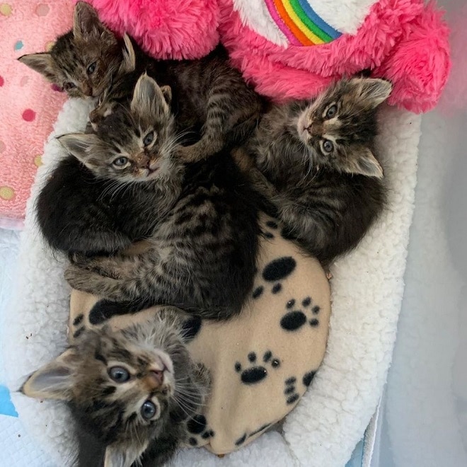 Котята в приюте Котята лежат