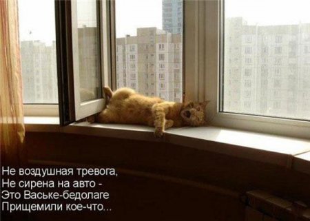 Смешные картинки о животных с подписями.