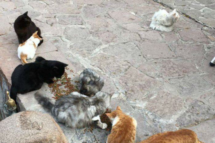 Кот, который преодолел полмира, чтобы вернуться в семью Кот, который преодолел полмира, чтобы вернуться в семью