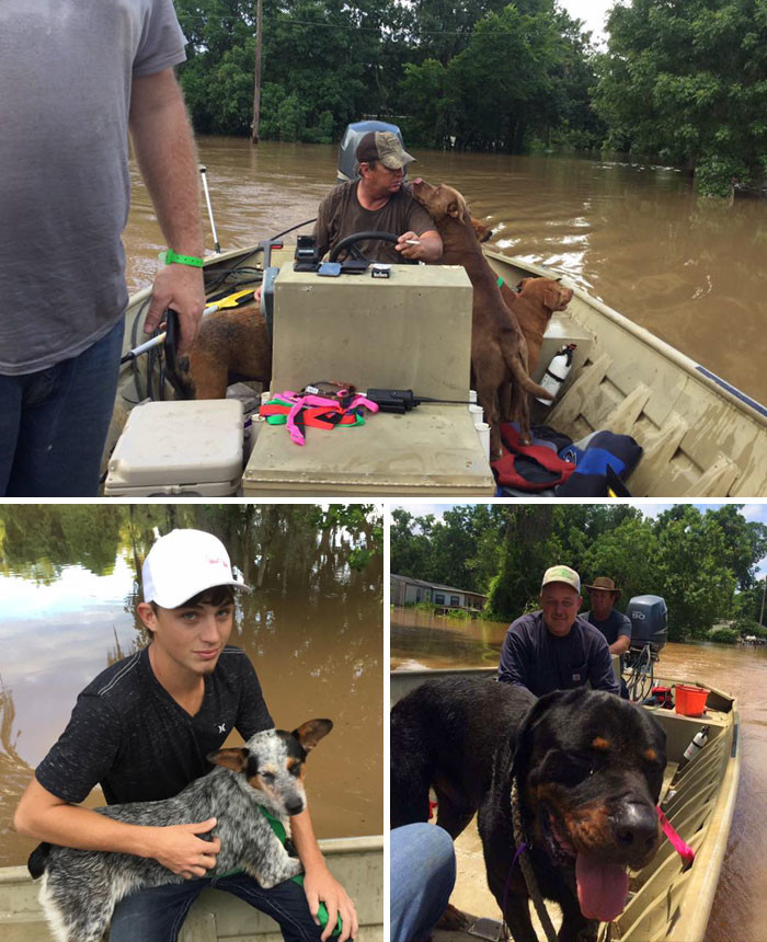 Отец и сын спасли 30 собак, брошенных хозяевами во время наводнения в округе Бразория, штат Техас Счастливый конец, животные, спасение