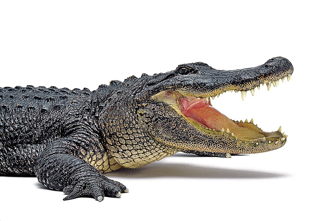 Час аренды крокодила стоит 15 тысяч рублей. Фото: GLOBAL LOOK PRESS