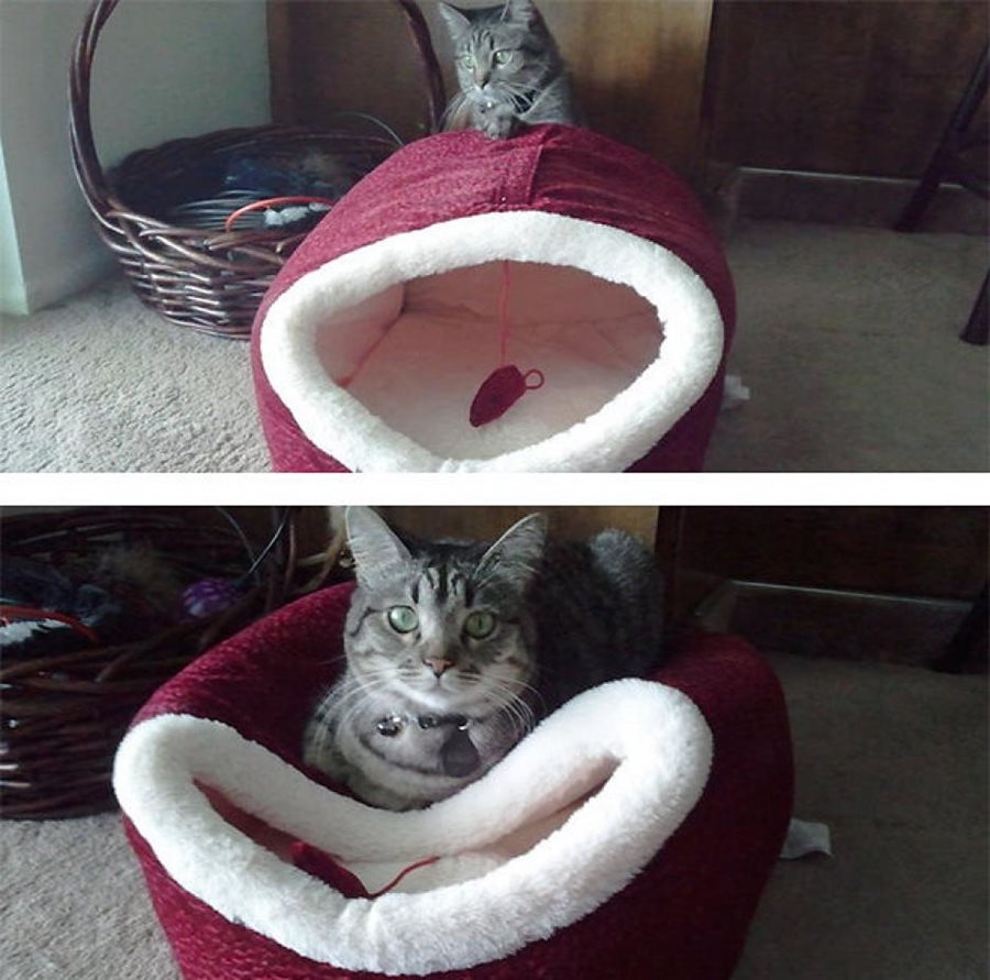 Кошачья логика Кошачья логика