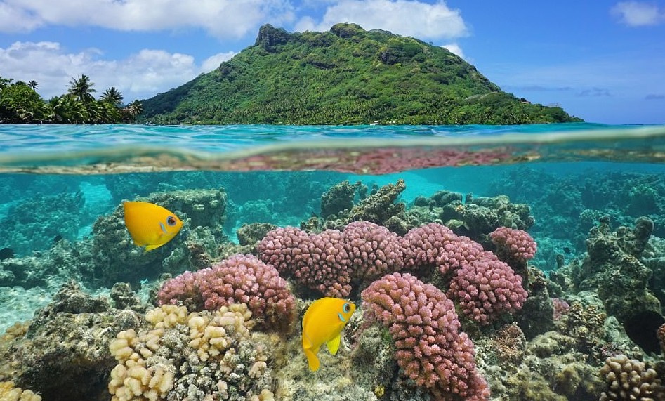 Кораллы острова Хуахине, Французская Полинезия граница воды и воздуха, красота, мир под водой, необычный ракурс, оригинально, подводные обитатели, природа, фото