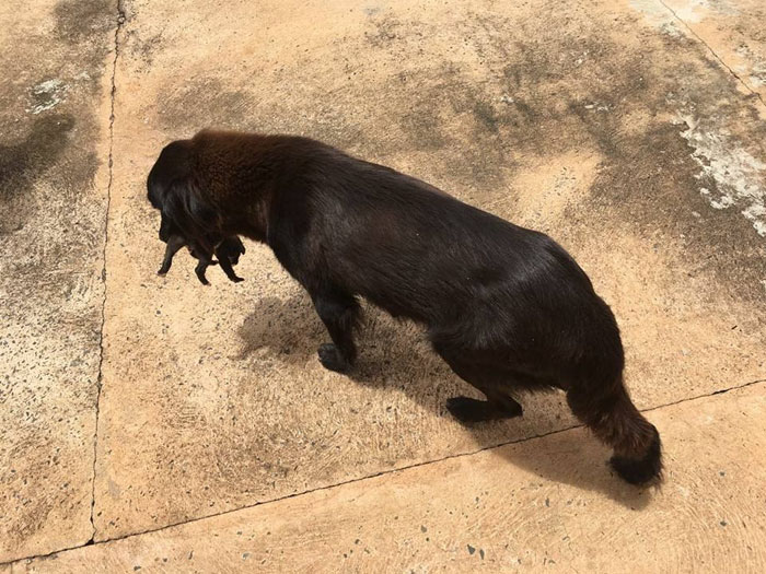 dog-digs-trash-rescues-puppy-brazil-2