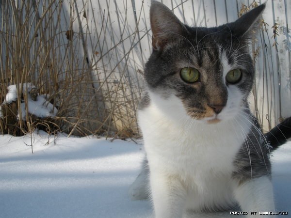 Что делать с косточкой на ноге Растет у большого пальца