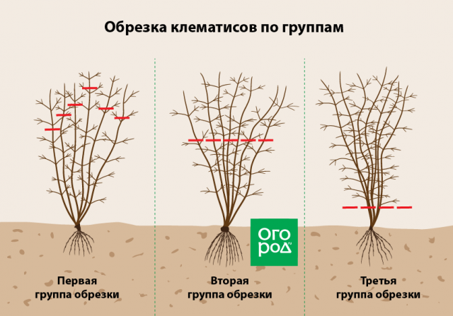 Обрезка клематисов по группам