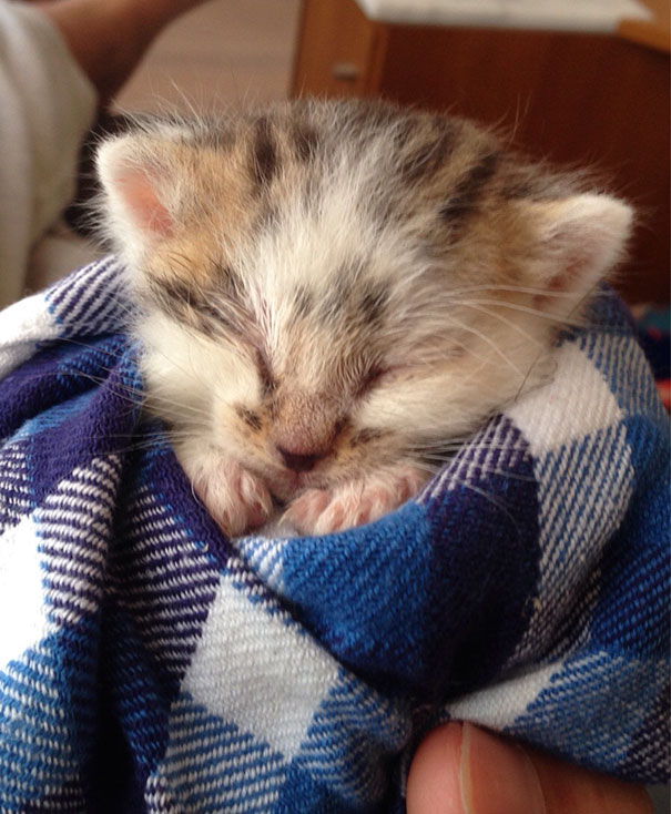 Самые милые котята на свете Самые милые котята на свете