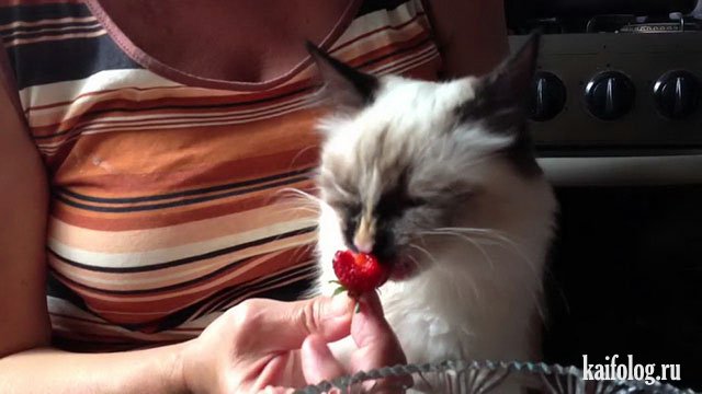 Коты, которые знают толк в еде (40 фото) Коты, которые знают толк в еде (40 фото)