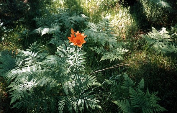7  -   