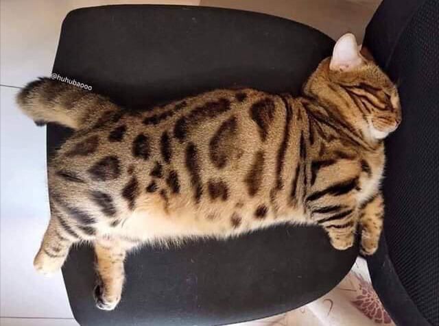 Хорошего кота должно быть много?! ))