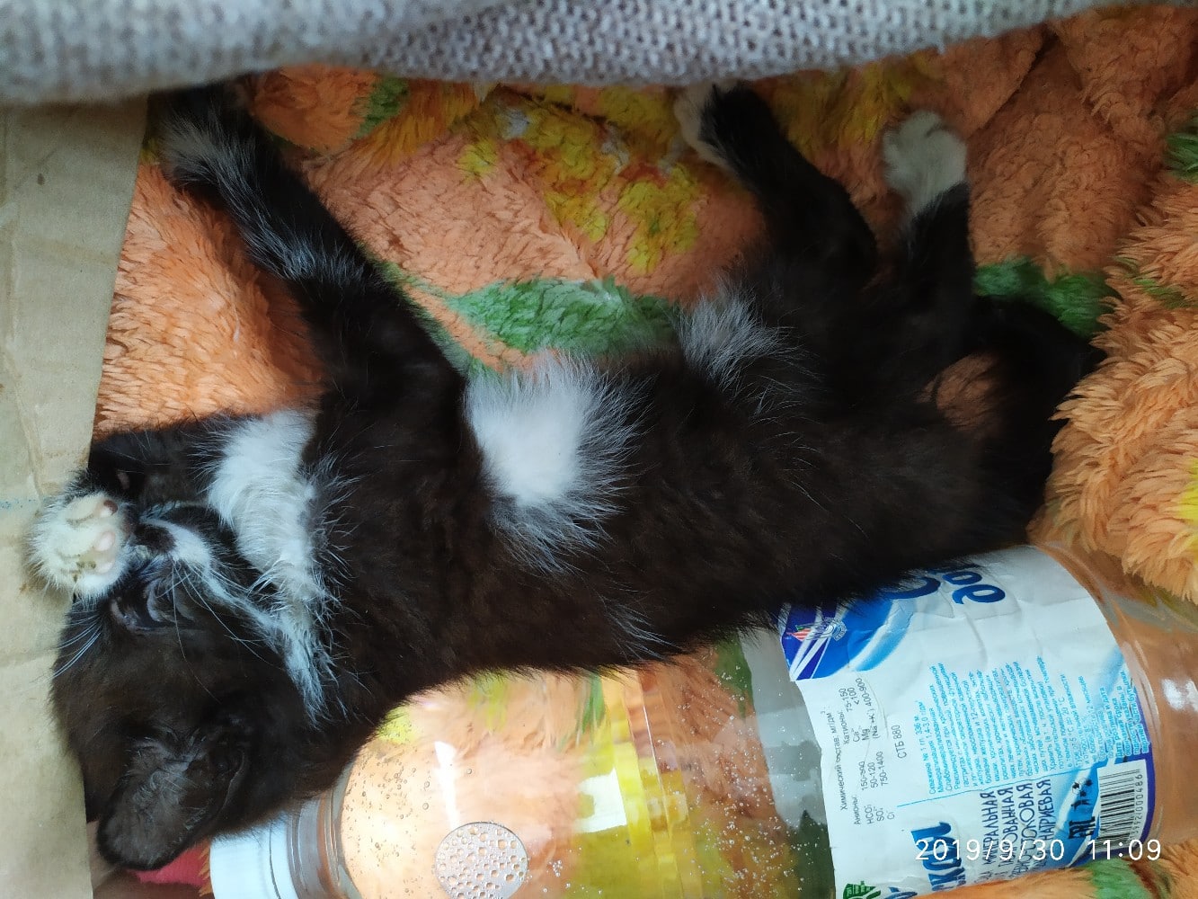 спасение котенка котенок спит