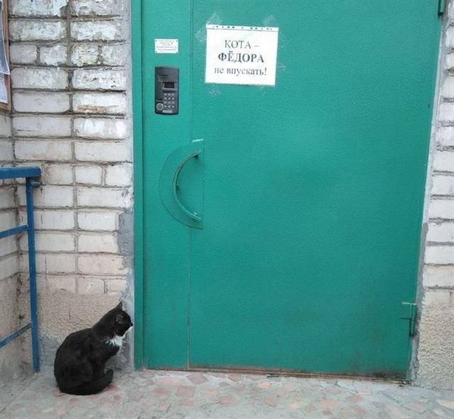 Несколько счастливых котов Несколько счастливых котов