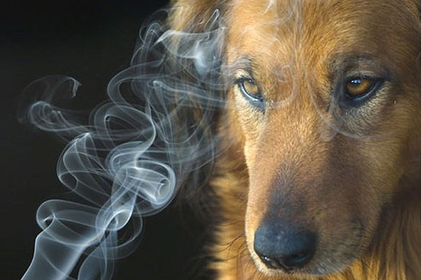 Лучик света - Домашние животные. Можно ли курить при собаке?