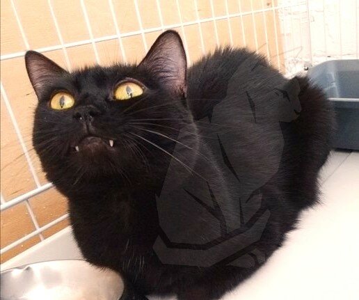 МЧСник спас кота и не смог его вернуть