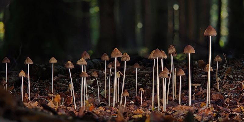 JOM: гидрогель из плесневого гриба может заменить мягкие ткани человека