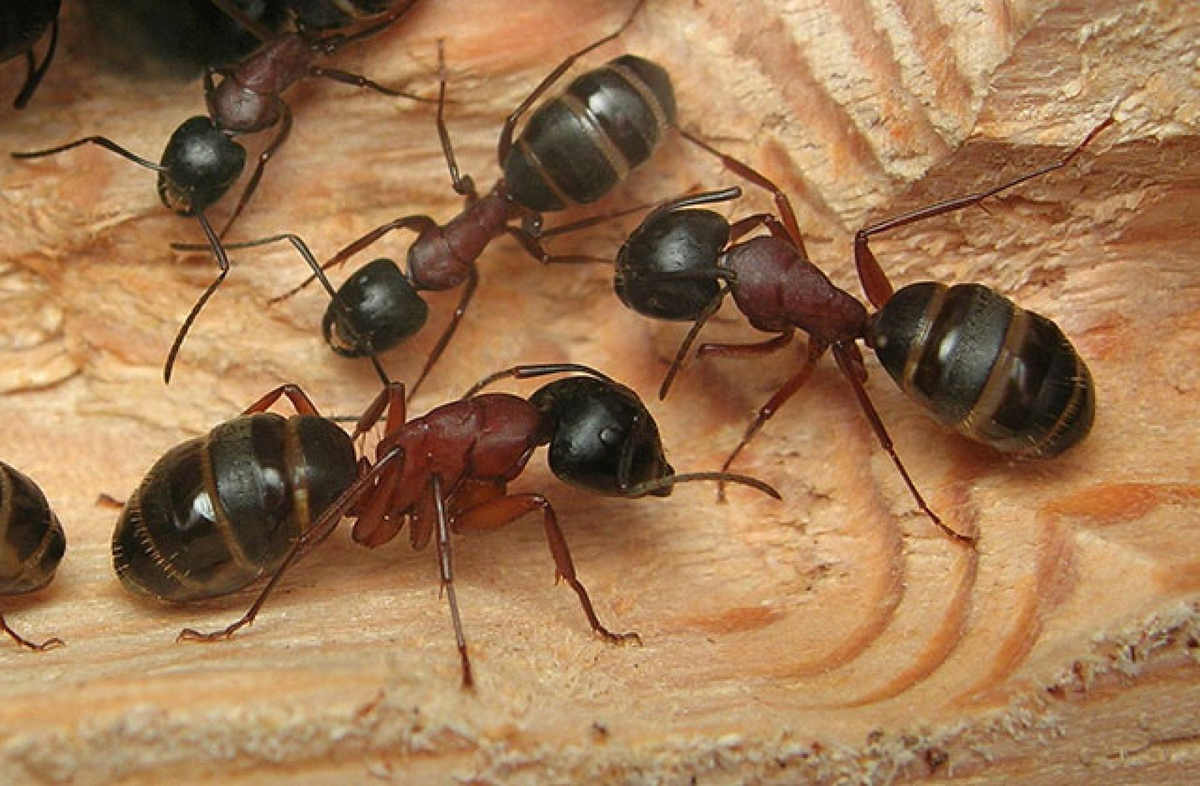 Лучше всего на пожарищах чувствуют себя муравьи-древоточцы. Они питаются древесиной на поздних стадиях разложения.