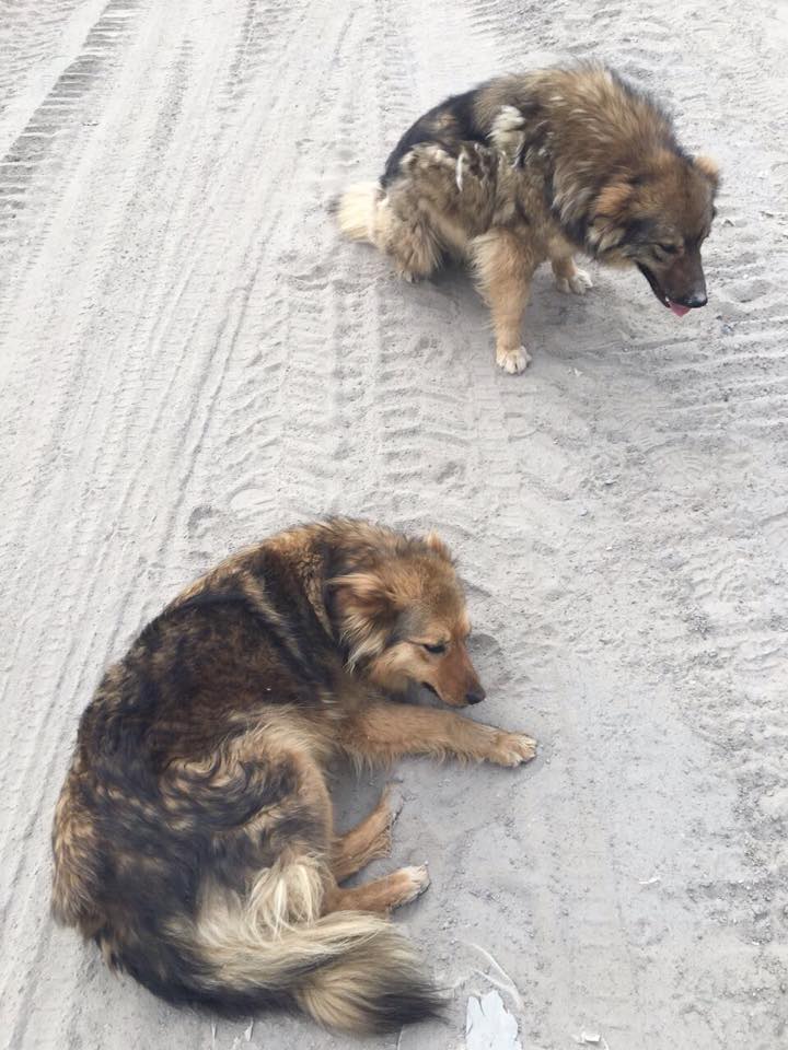 помощь щенкам собаки на стройке