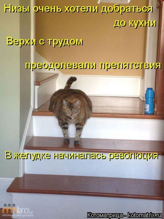 Лучшие котоматрицы, которые зарядят вас позитивом) Лучшие котоматрицы, которые зарядят вас позитивом)