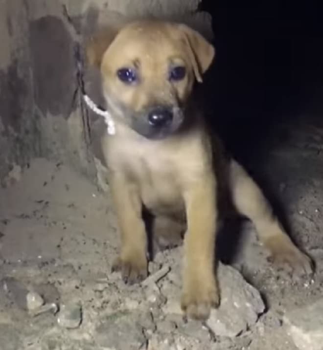 Щенок плачет Щенок сидит