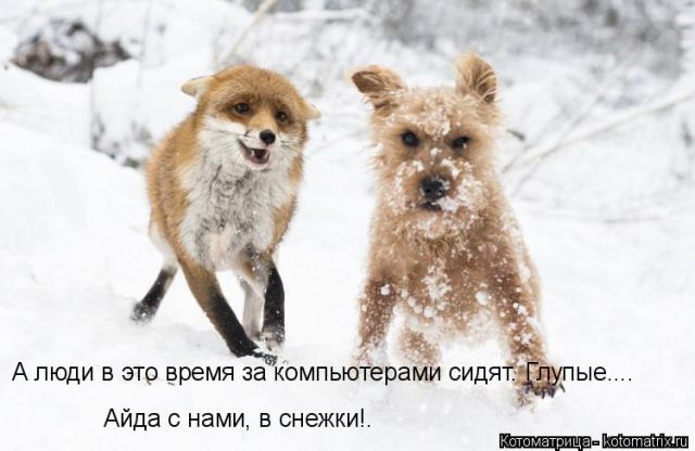 Котоматрицы великолепные, каждая с кусочком тепла, позитива и улыбкой!!! Всем добрых событий сегодня!!! Котоматрицы великолепные, каждая с кусочком тепла, позитива и улыбкой!!! Всем добрых событий сегодня!!!