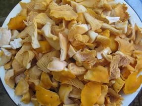 Варенье из грибов по итальянскому рецепту — «Mermelada de Setas»