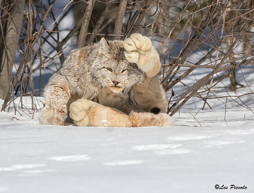12 диких кошек, о которых знают не все. Краткий обзор 12 диких кошек, о которых знают не все. Краткий обзор