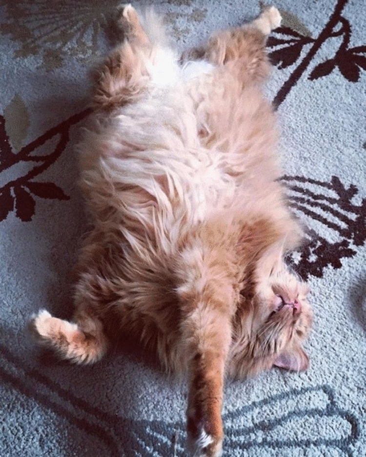Рыжие коты восхитительны! Рыжие коты восхитительны!