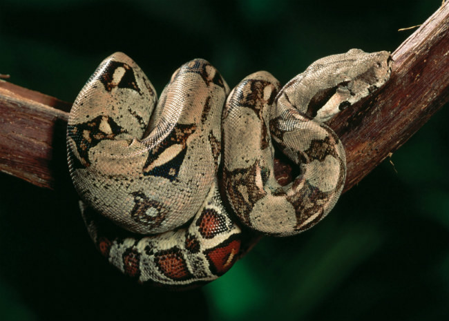 Самые длинные змеи в мире