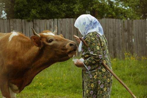 Я люблю тебя корова, от копыт и до хвоста, будь удойна и здорова, и в общении проста.