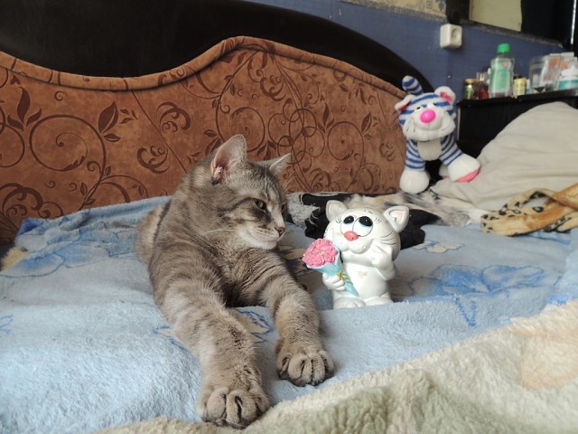 Мой любимый кошкарий Мой любимый кошкарий забота, кошки, любовь., питомцы, помощь животным