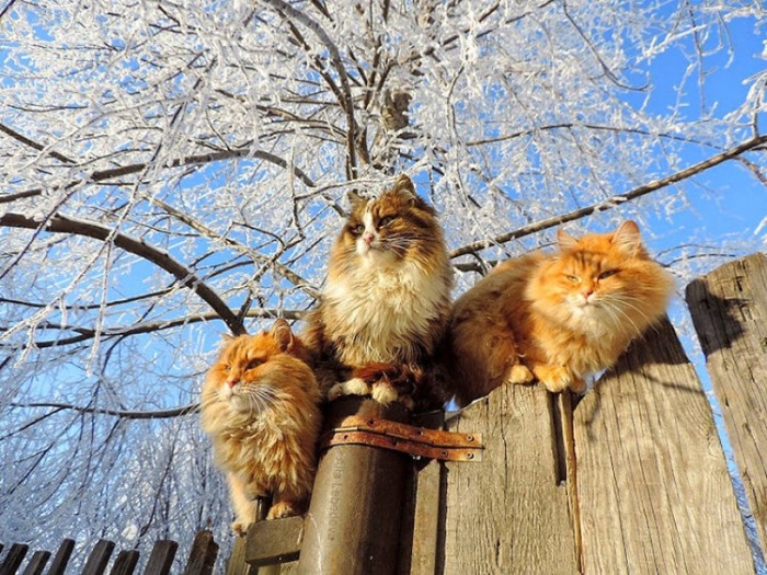 Сибирские коты Аллы Лебедевой. Сибирские коты Аллы Лебедевой.