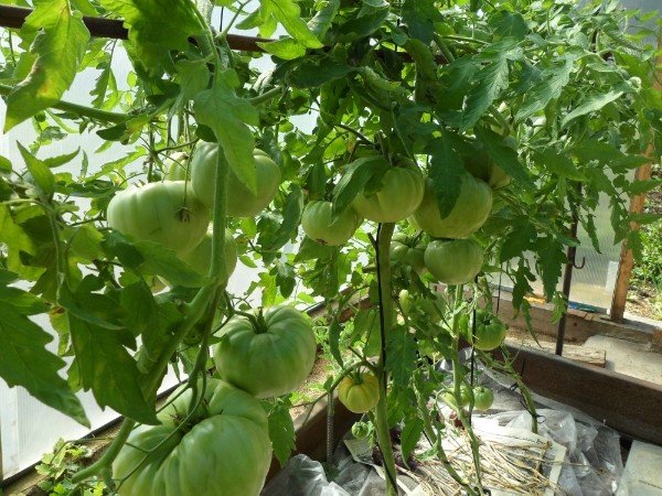 Выращивание томатов без полива