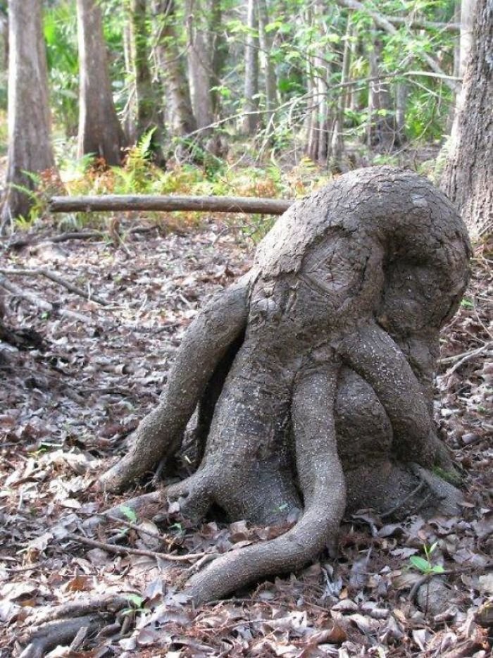 14. Árbol de tocón-cthulhu, árboles, ilusión óptica, pareidolia, parece, pero no lo mismo, parece, parece una cara