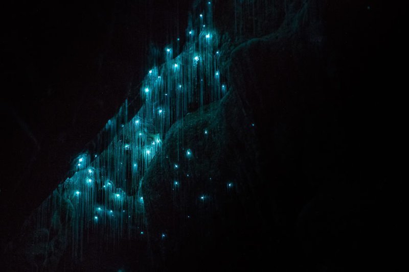 Чудеса Новой Зеландии: светлячки превратили своды пещер Вайтомо в звездное небо вайтомо, новая зеландия, пещера, путешествие, светлячок, свечение, фотограф