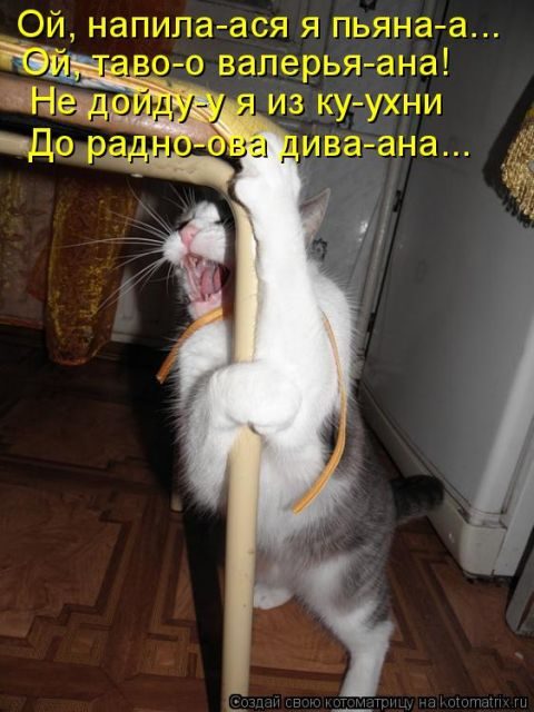Котоматрицы для подзарядки позитивом))) Котоматрицы для подзарядки позитивом)))