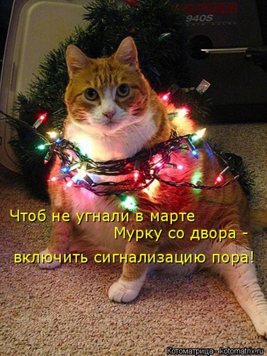 Лучшие котоматрицы, которые зарядят вас позитивом) Лучшие котоматрицы, которые зарядят вас позитивом)