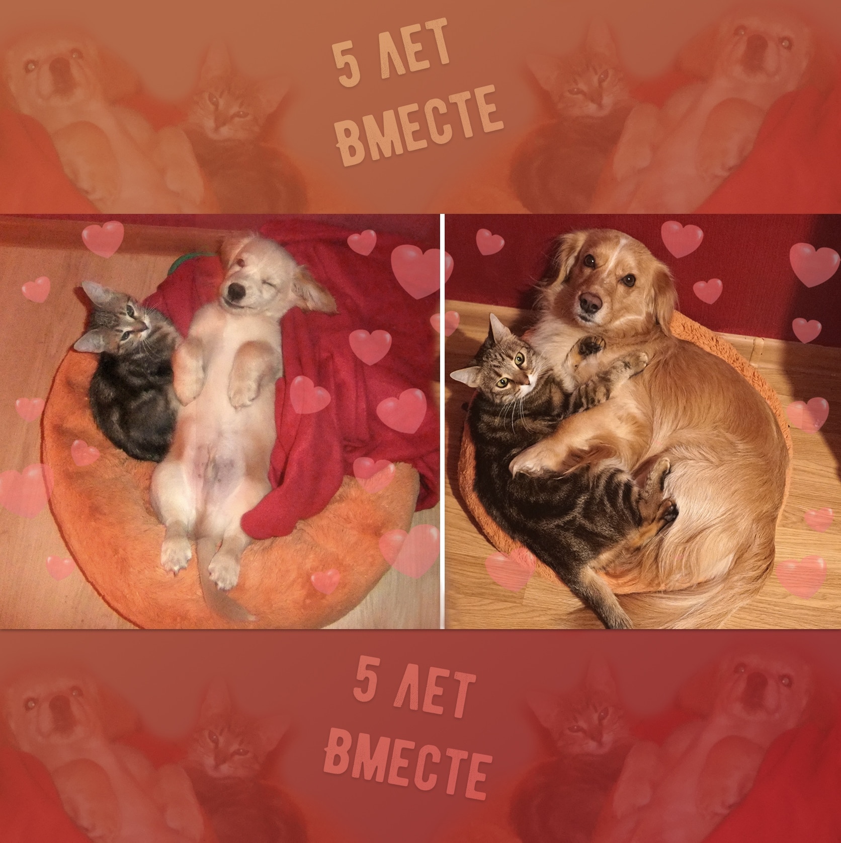 супруги приютили щенка пес и кот